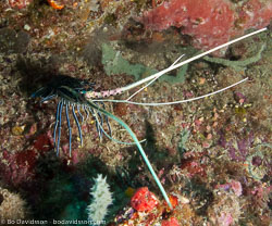 BD-090921-Bunaken-9213505-Panulirus-versicolor-(Latreille.-1804)-[Painted-spiny-lobster].jpg